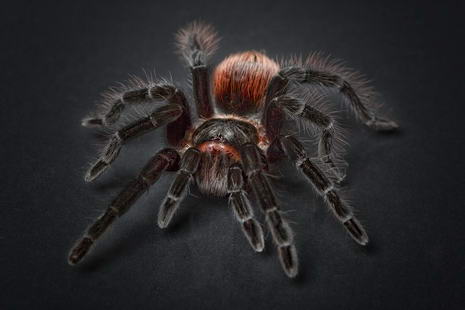 ferngesteuerte Spinne